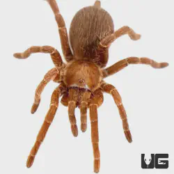 /img/15214-baboon-tarantula-molting.webp