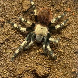 15216 red tarantula sling feeding