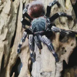 /img/15216-red-tarantula-sling-handling.webp