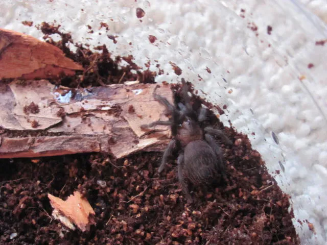 15216 red tarantula sling water