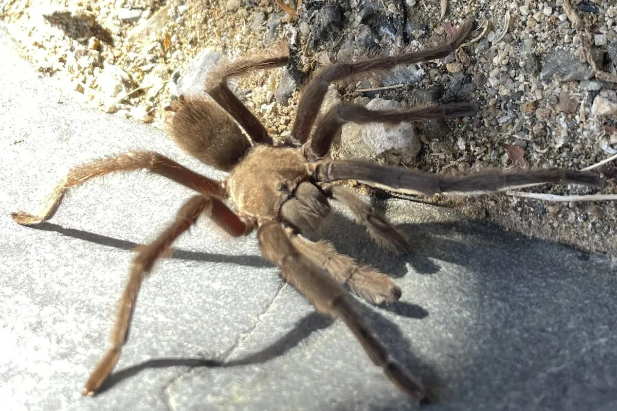 15217 tarantula bite death risk