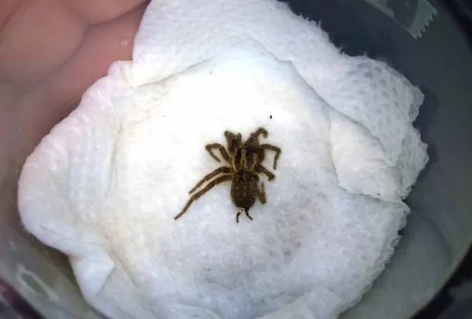 15217 tarantula bite first aid