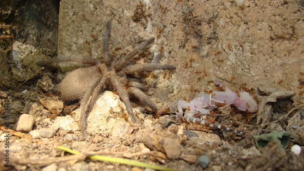 15217 tarantula bite systemic reactions