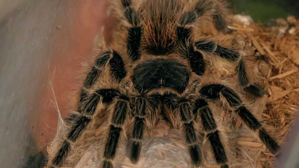 /img/15217-tarantula-handling-safety.webp