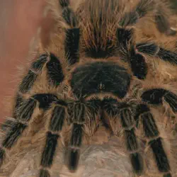 /img/15217-tarantula-handling-safety.webp