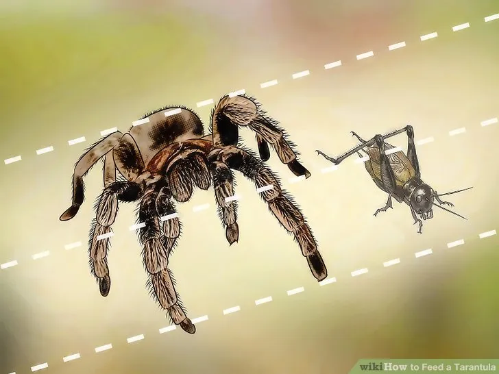 /img/15218-cleaning-tarantula-enclosure.webp