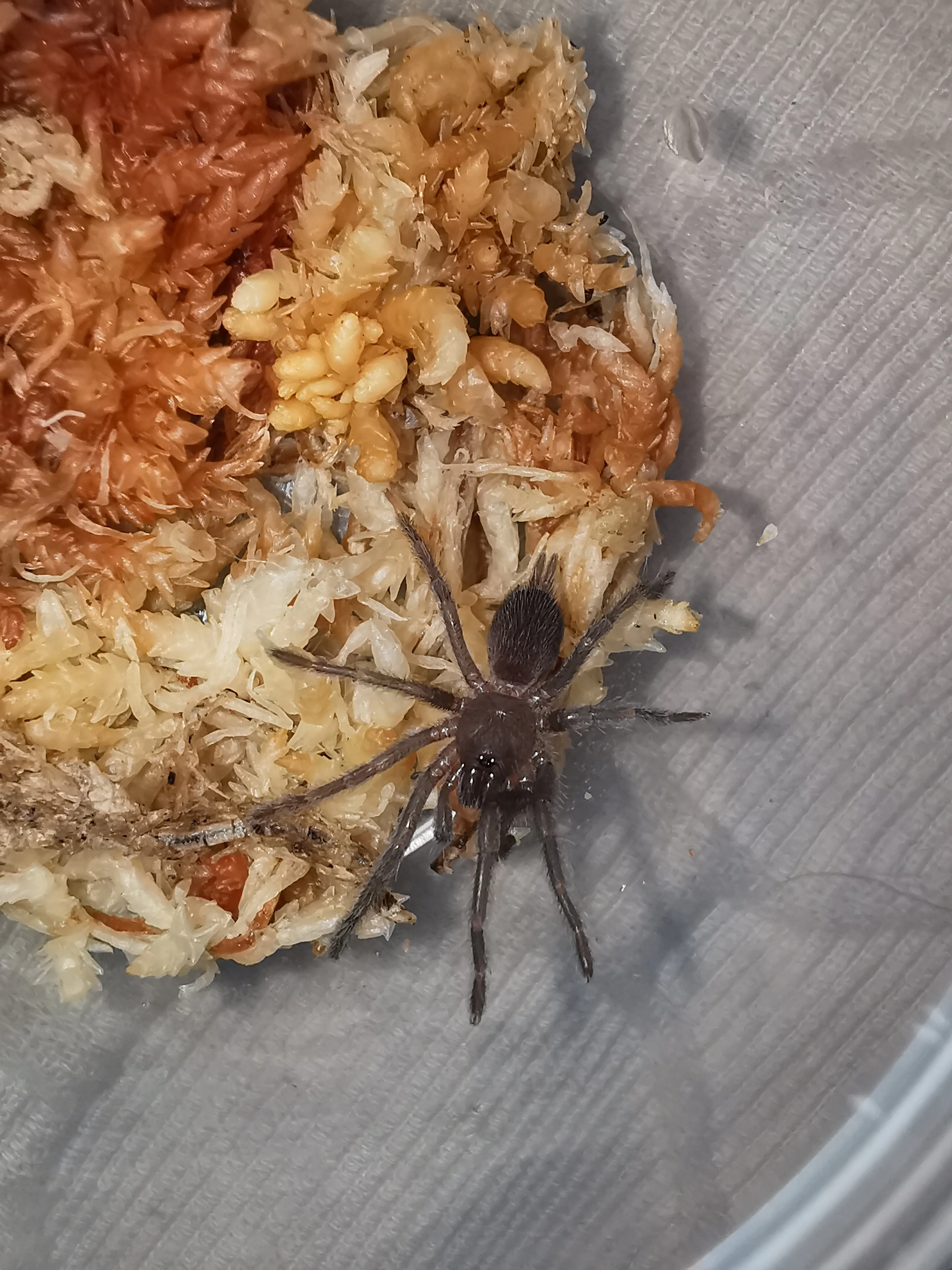 15218 tarantula sling enclosure