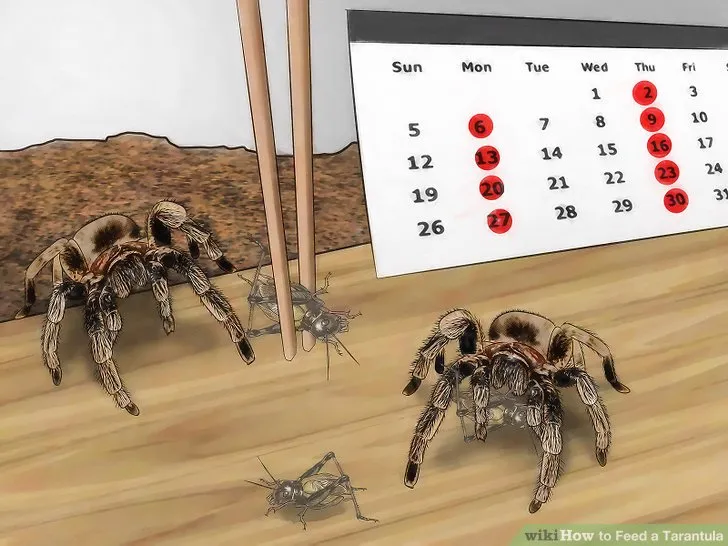 15218 tarantula sling molting