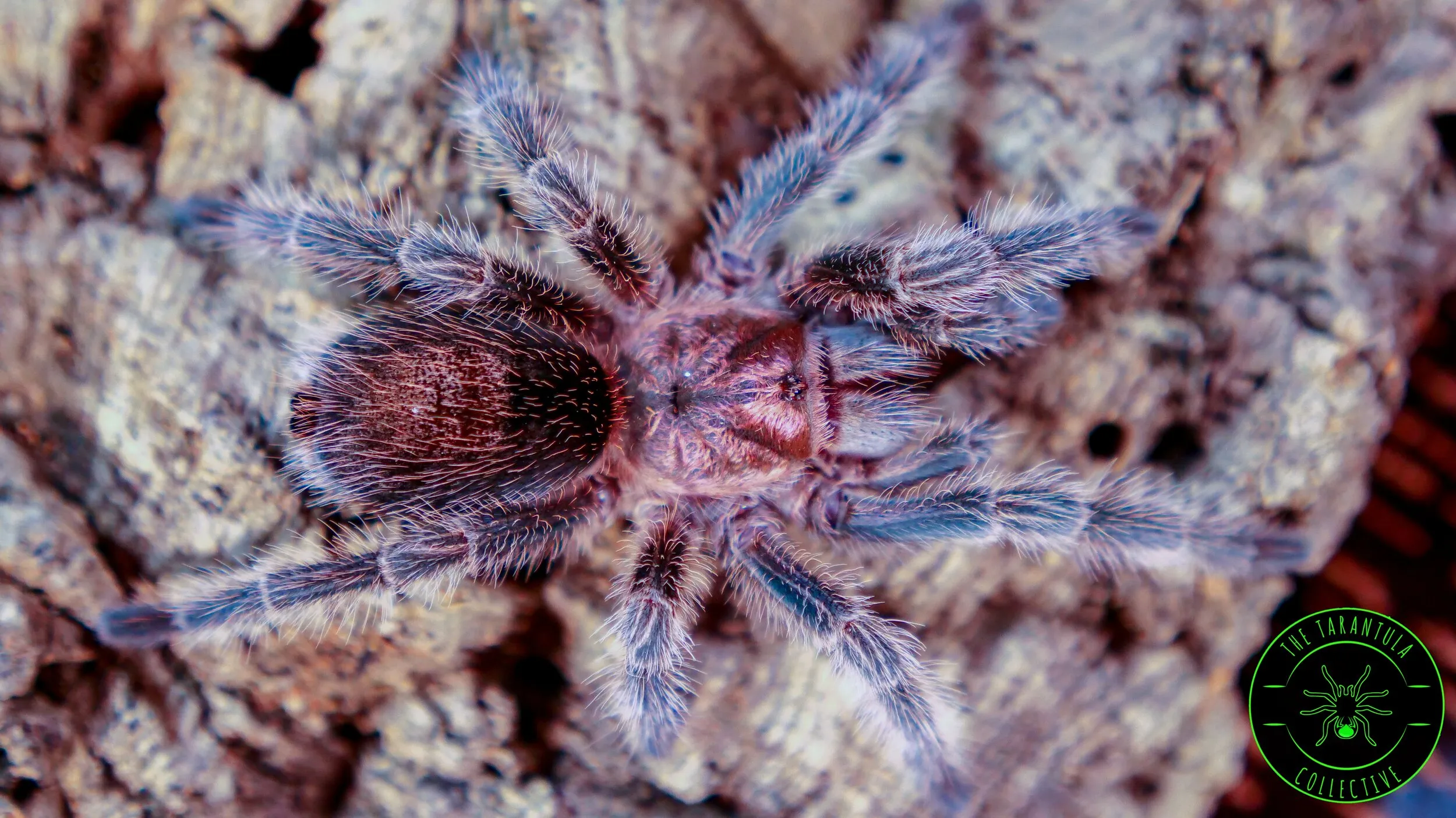 15219 anxiety relief tarantula