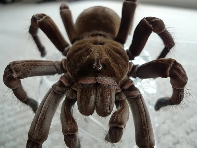 15219 circulatory issues tarantula