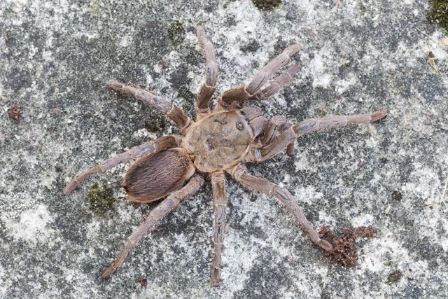 15219 homeopathy principles