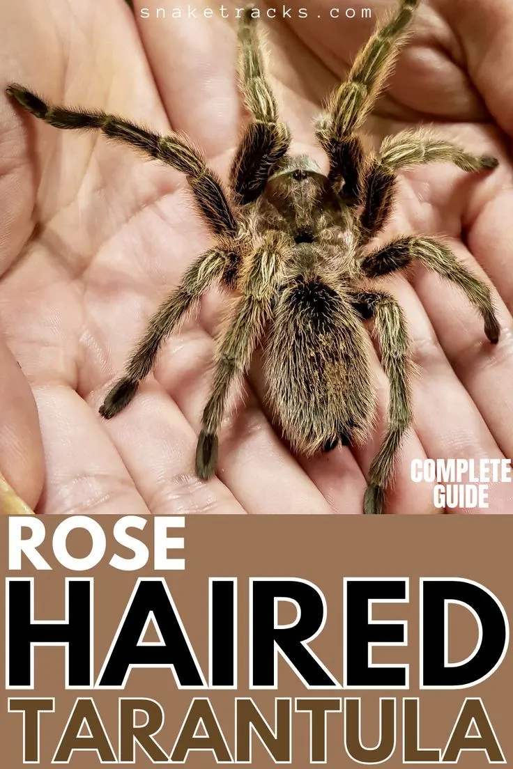 15221 curly hair cut