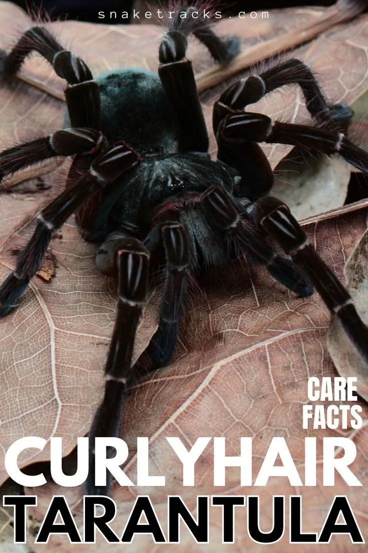 15221 curly hair product