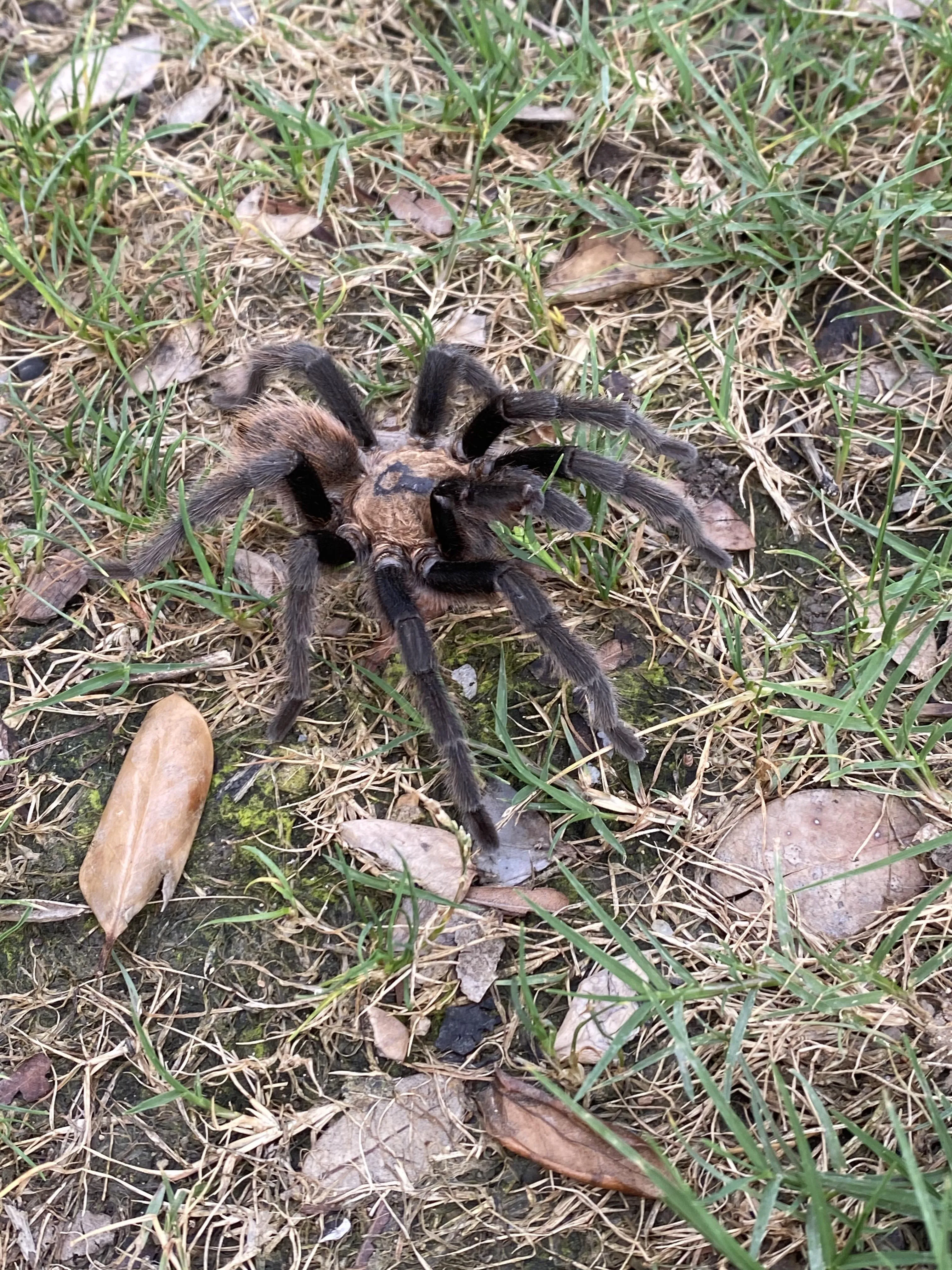 15226 chaco golden knee tarantula