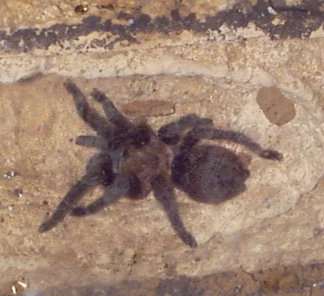 15226 mexican red knee tarantula