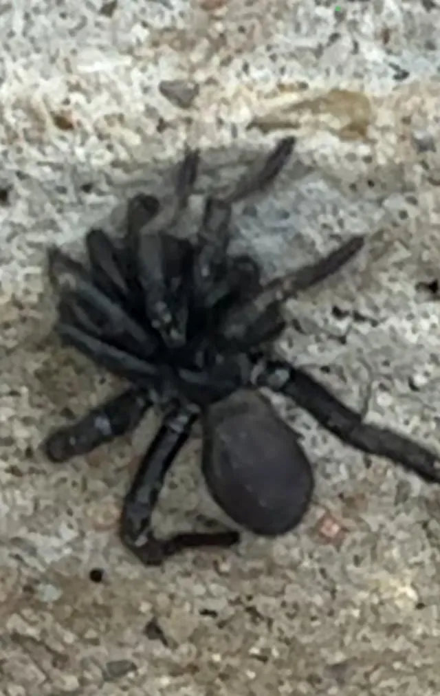 15226 pinktoe tarantula