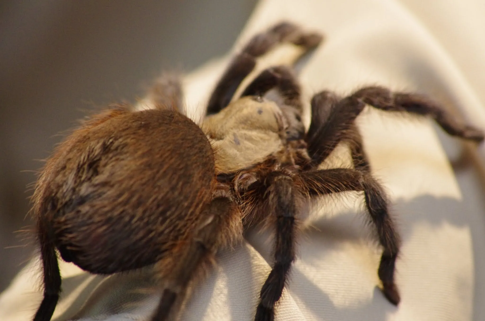 15226 tarantula care