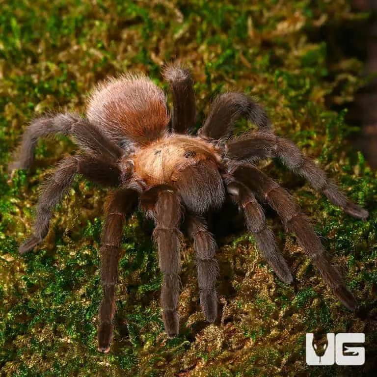 /img/15226-tarantula-for-sale-austin-tx.webp
