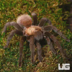 /img/15226-tarantula-for-sale-austin-tx.webp