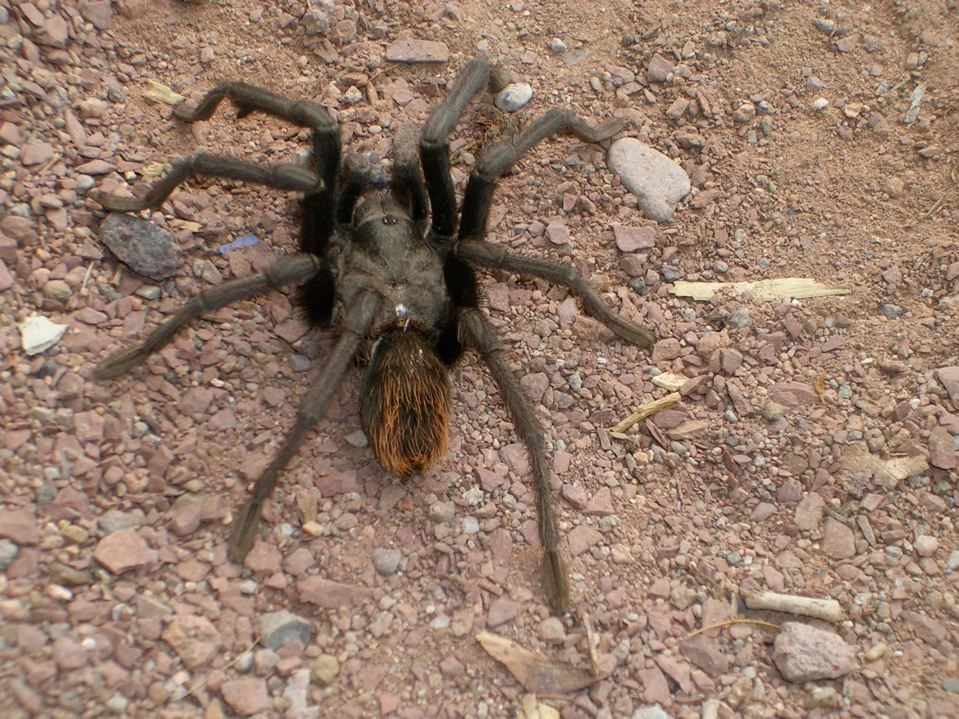 15227 arizona tarantula migration