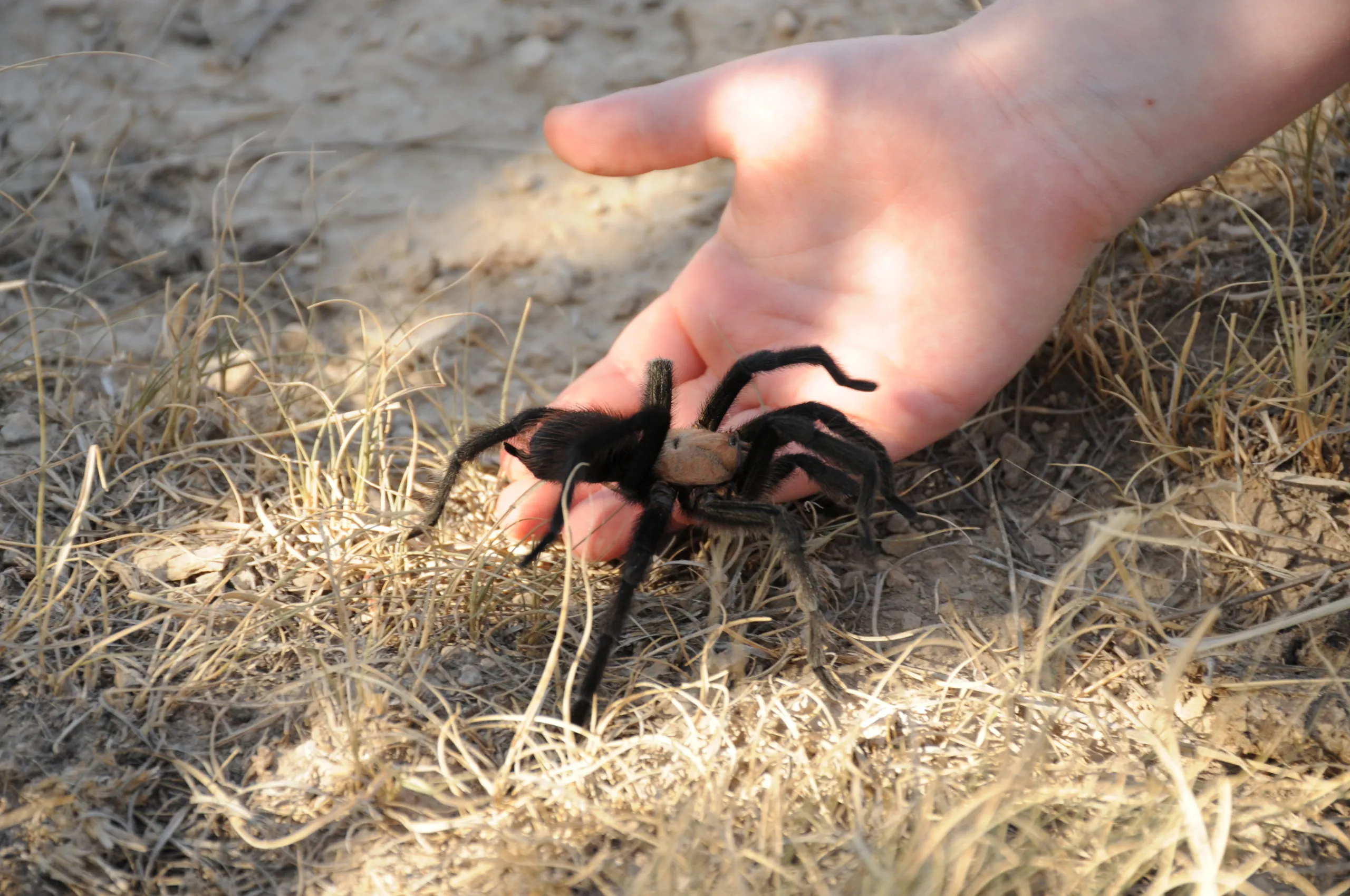 15227 tarantula migration map