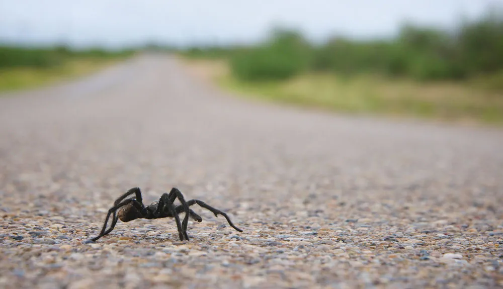 15227 tarantula migration photography