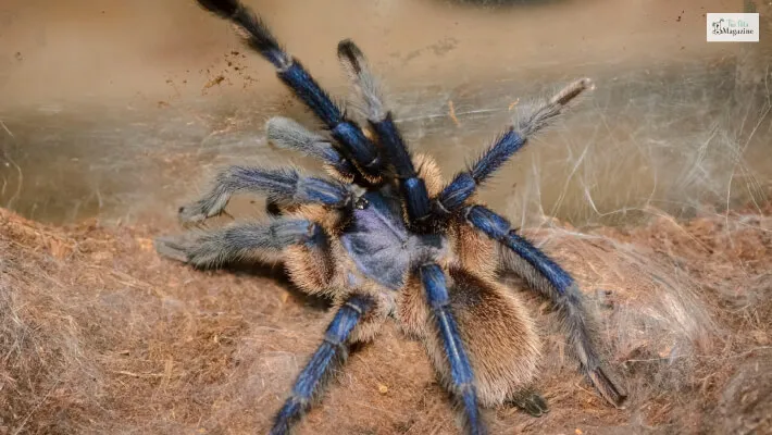 15229 cobalt blue tarantula enclosure