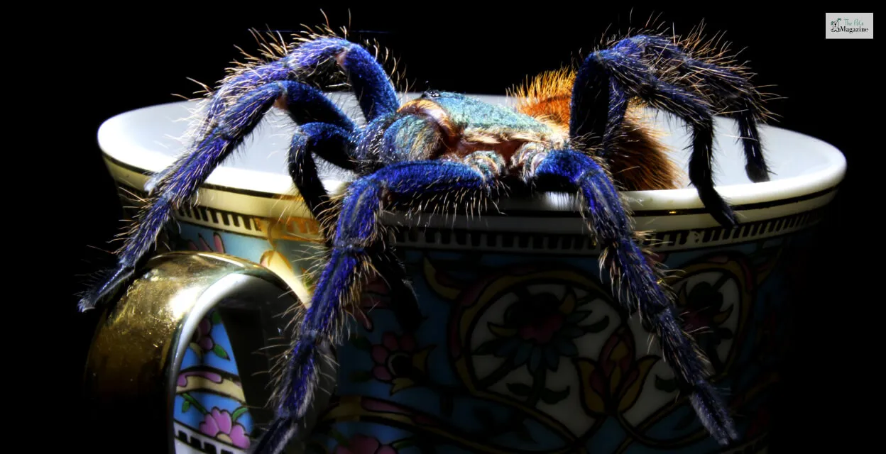 15229 cobalt blue tarantula feeding