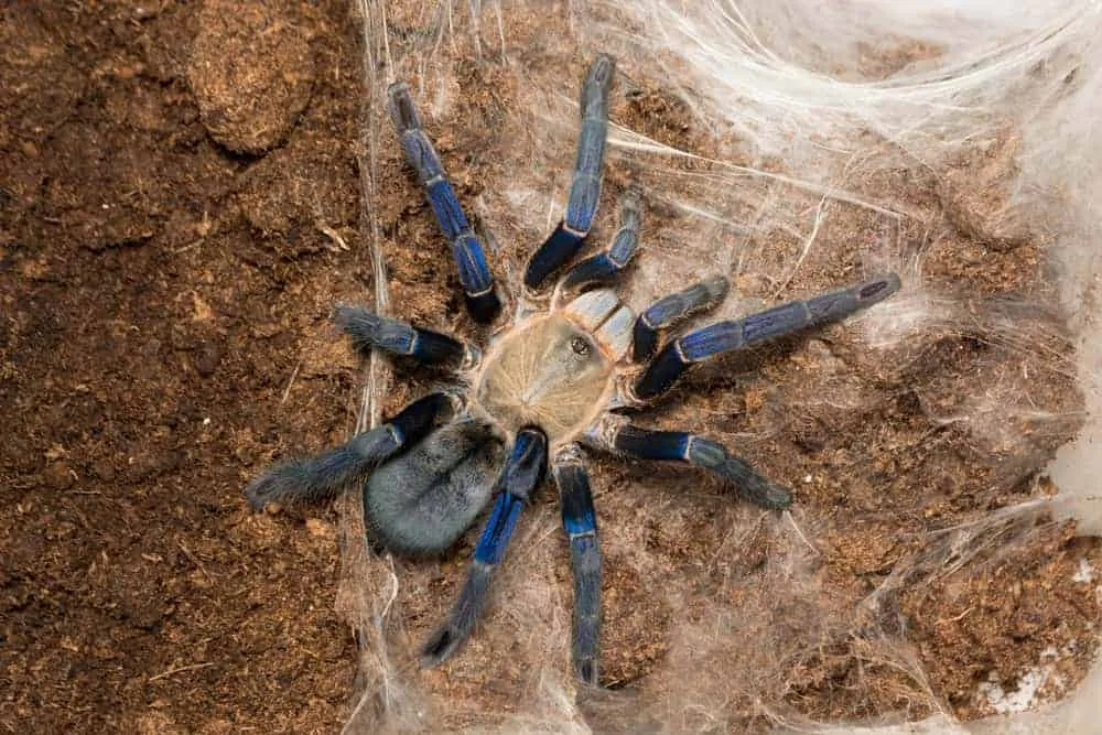 15229 cobalt blue tarantula male female
