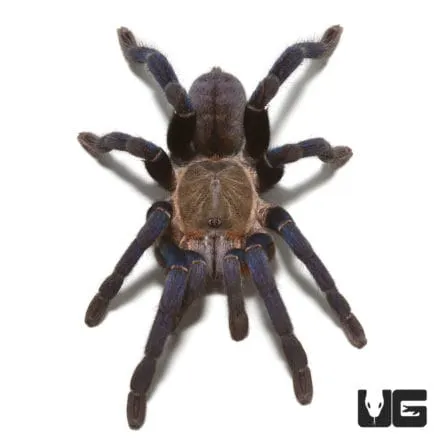 /img/15229-cobalt-blue-tarantula-molting.webp