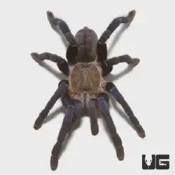 /img/15229-cobalt-blue-tarantula-molting.webp