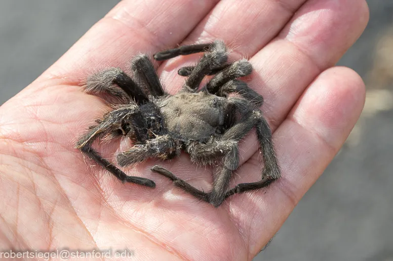 15230 tarantula enclosure