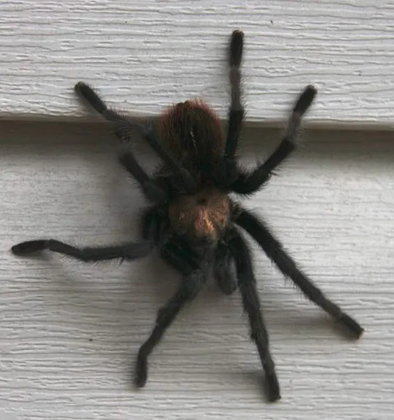 /img/15230-tarantula-veterinary.webp