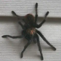 /img/15230-tarantula-veterinary.webp