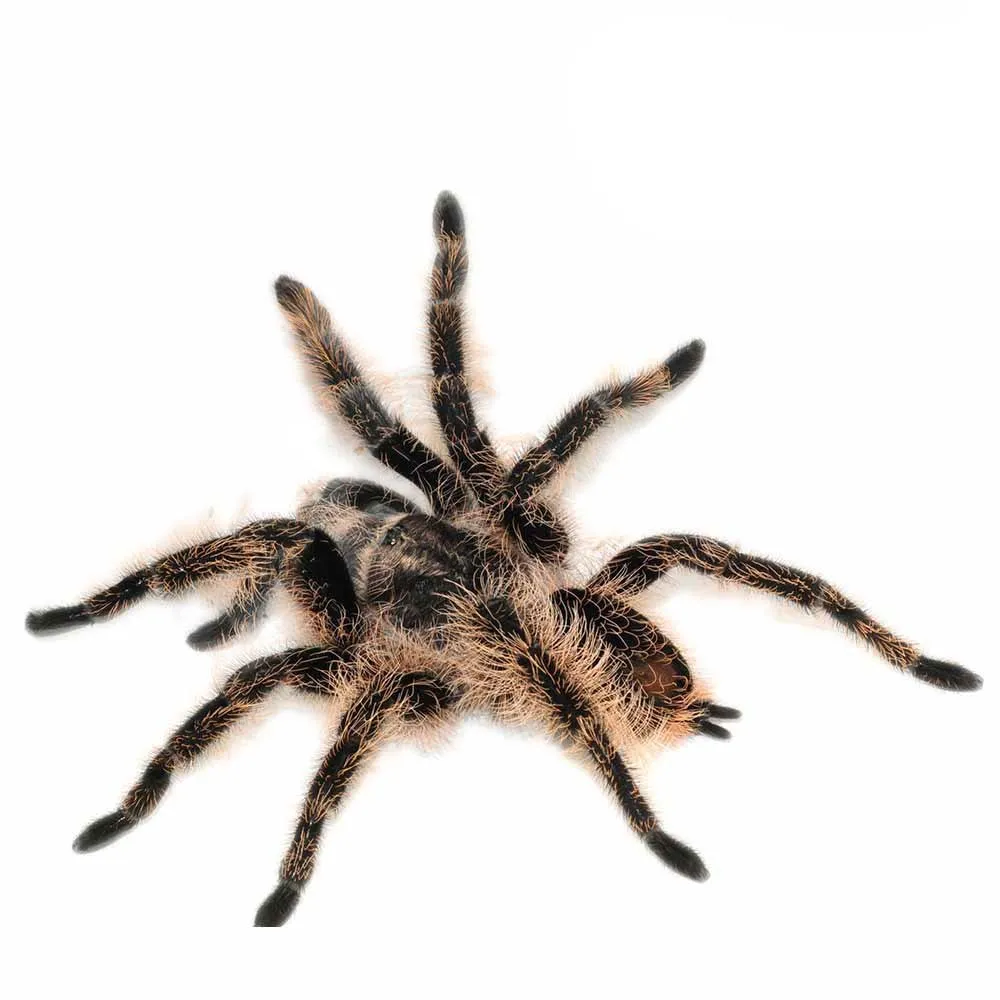 15231 curly hair tarantula cage decor
