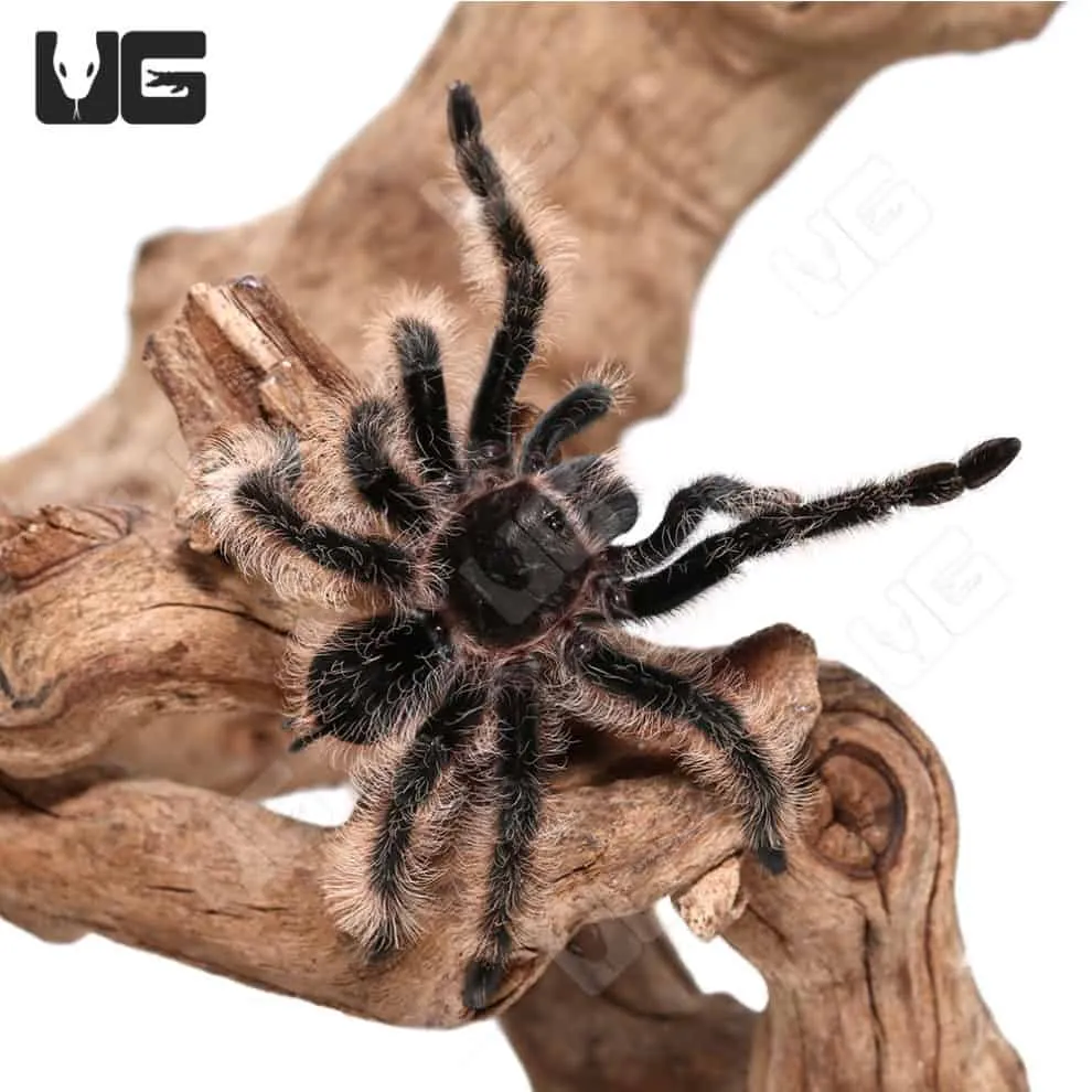 15231 curly hair tarantula cage setup 1