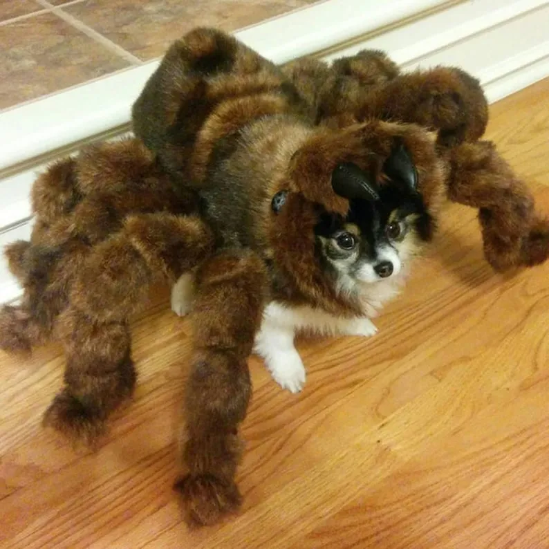 15233 toddler halloween safety