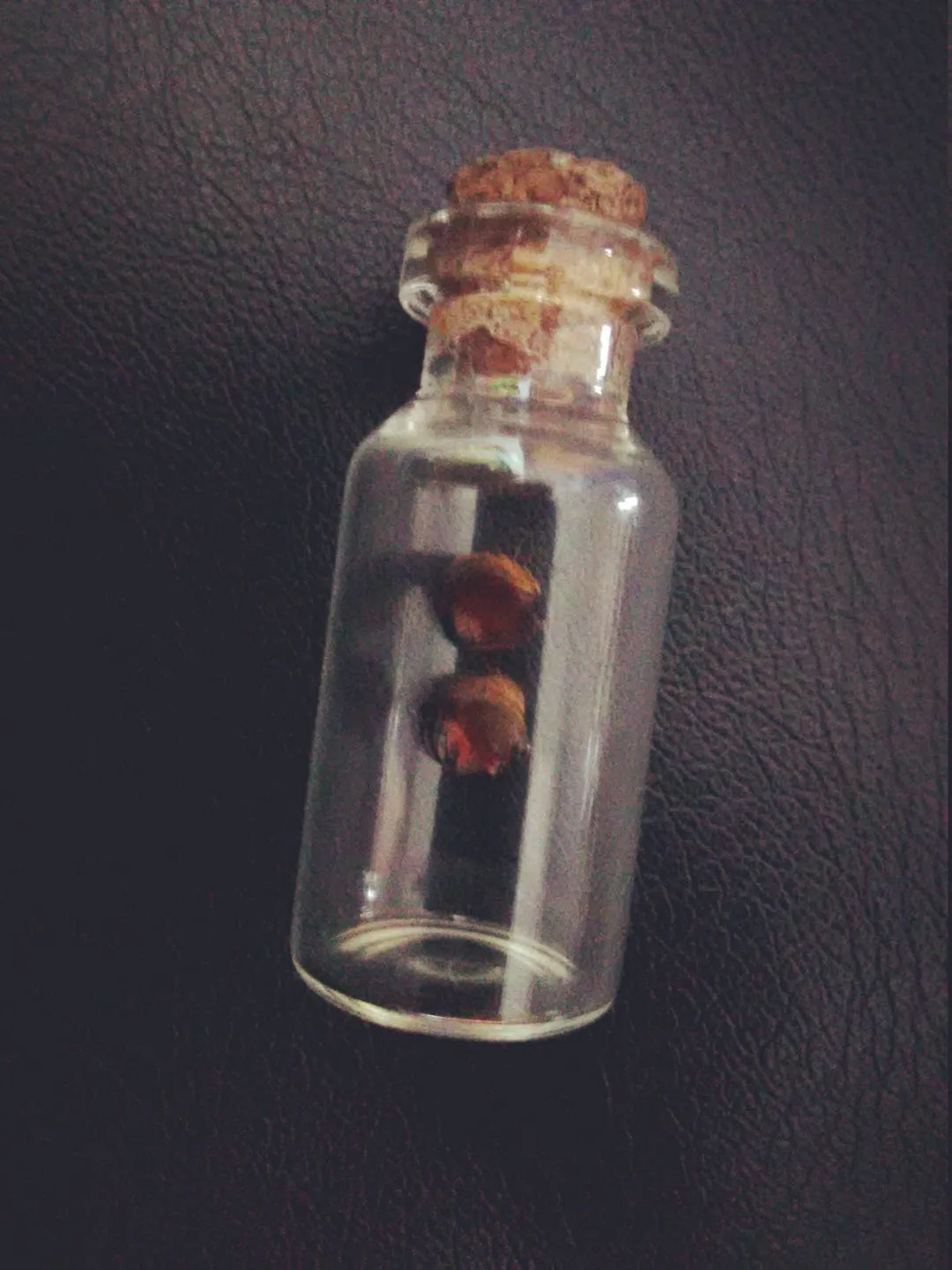 15236 inspecting tarantula molt