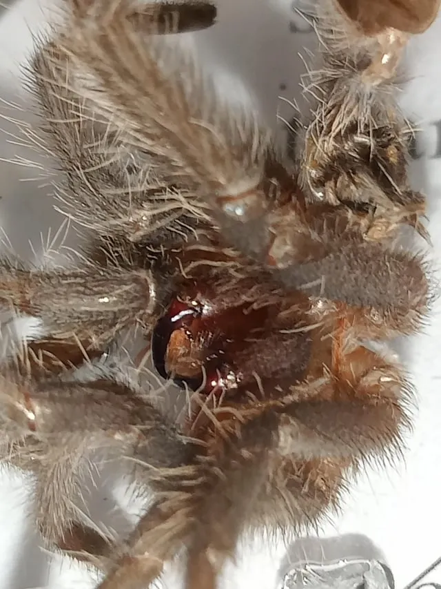 15236 tarantula fangs microscope