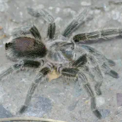/img/15237-qatar-tarantula-climate-change.webp