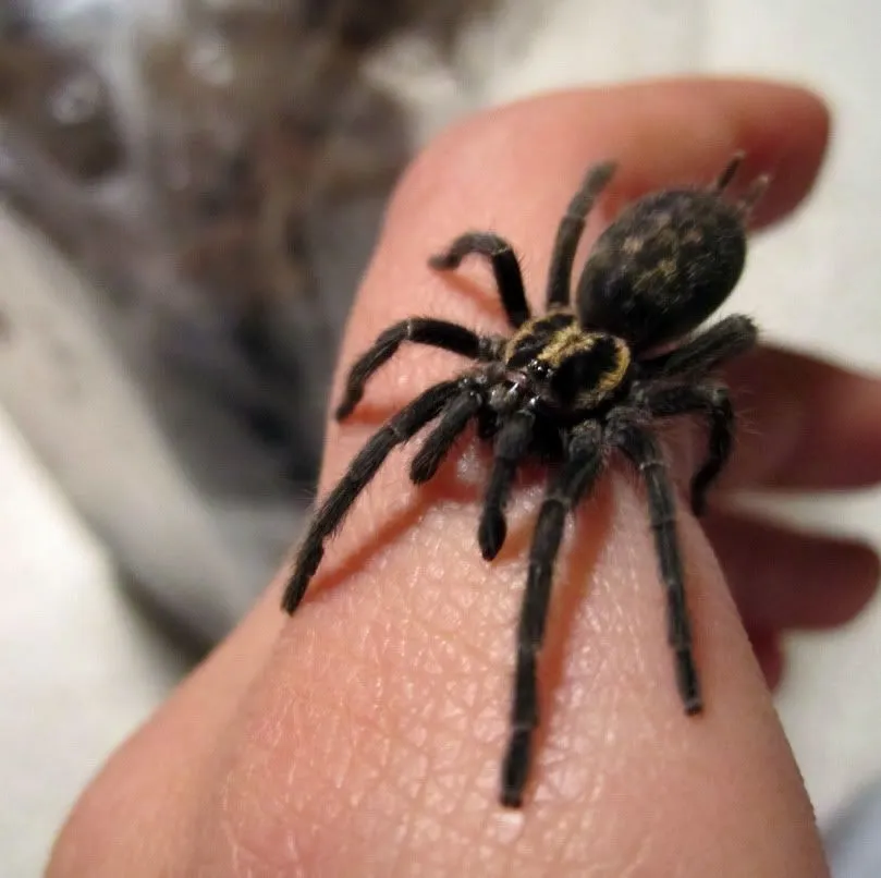 15237 qatar tarantula conservation