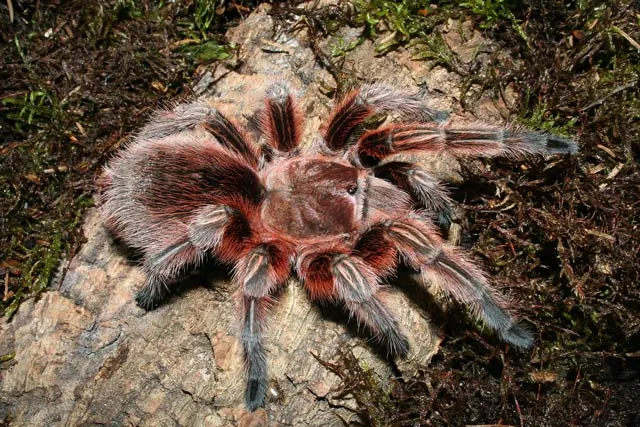 15237 qatar tarantula desert habitat