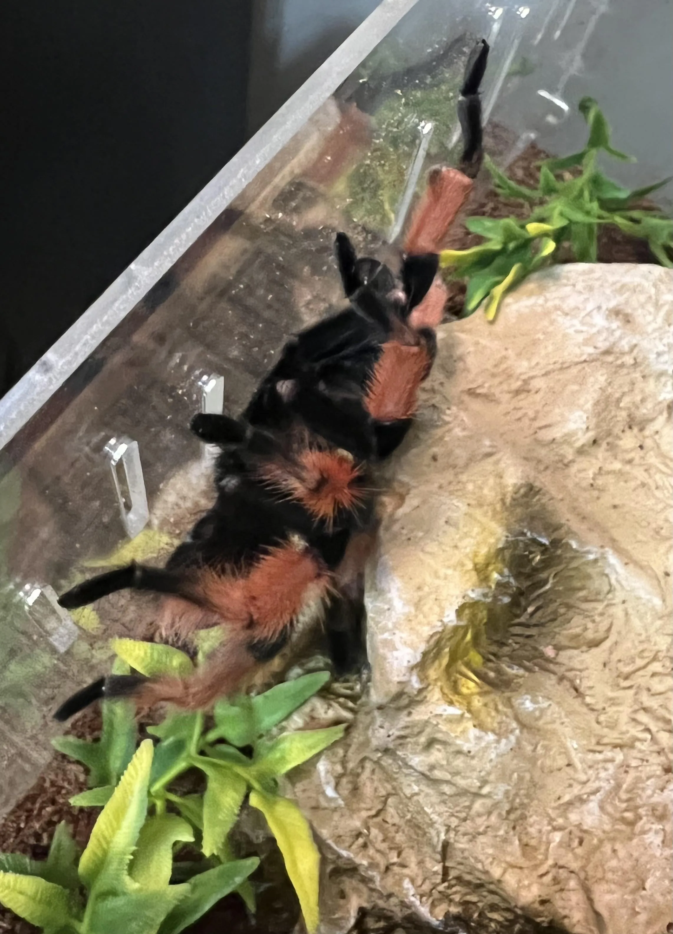 15238 female tarantula hooks