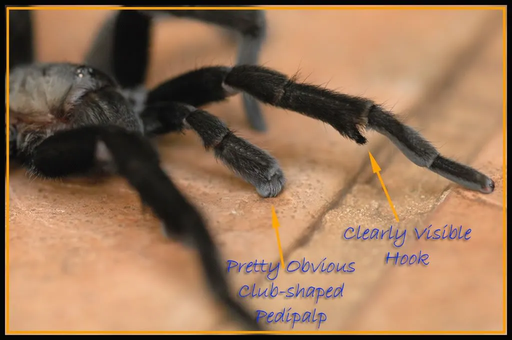 15238 tarantula burrowing