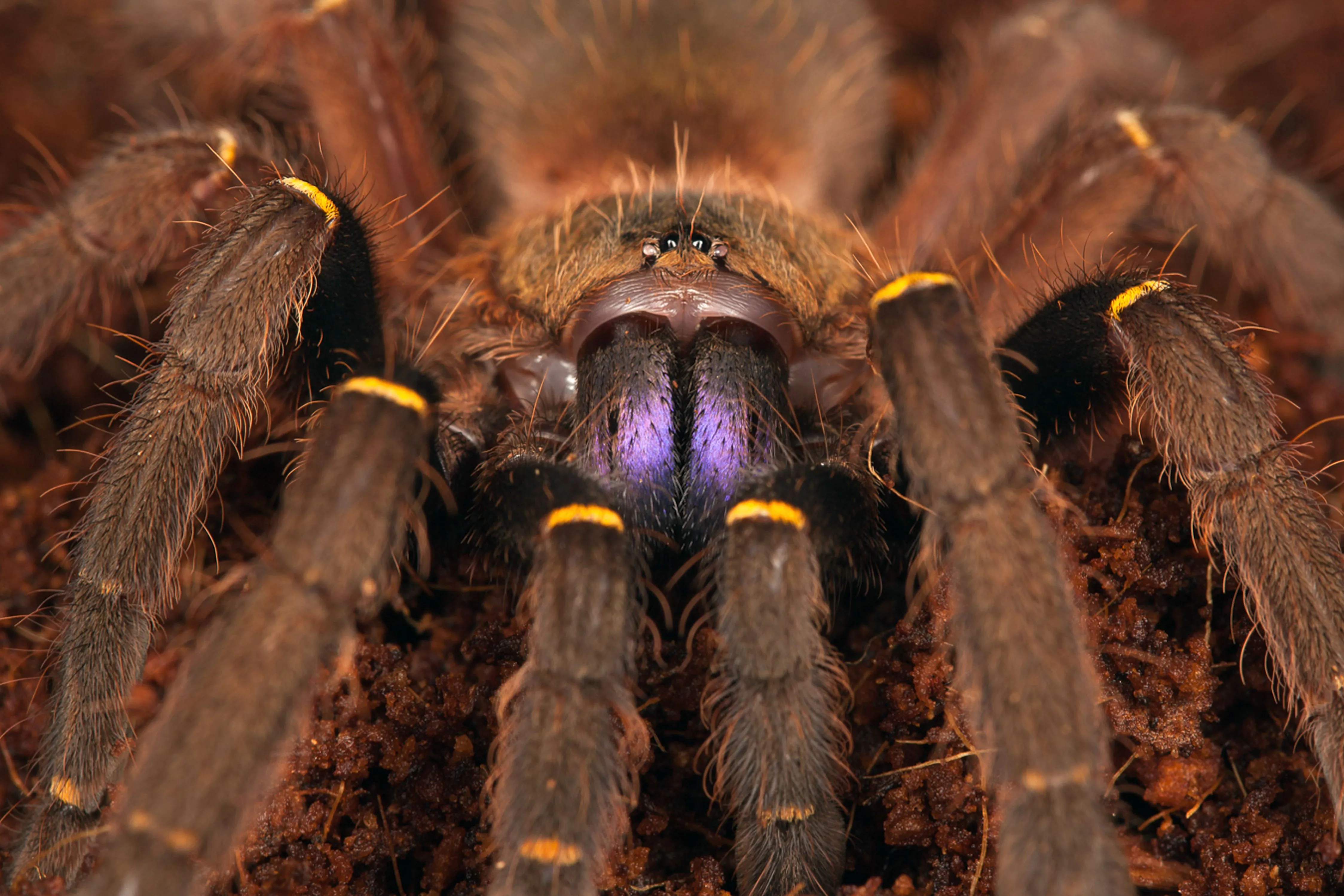 15238 tarantula defensive behavior