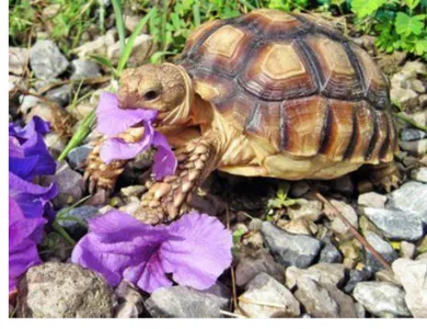 15240 prayer plant terrarium