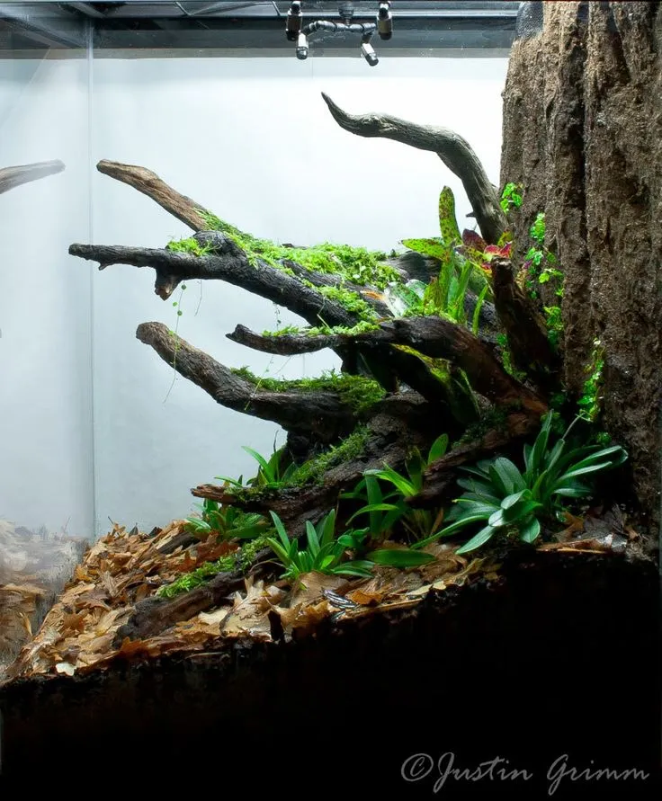 15240 snake plant terrarium