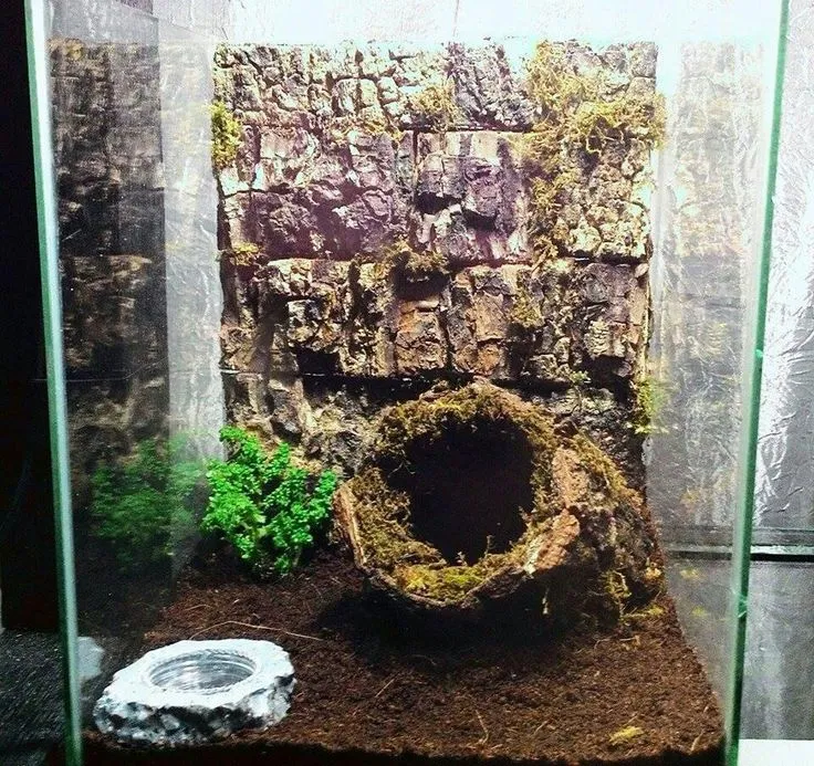 15240 tarantula terrarium overview