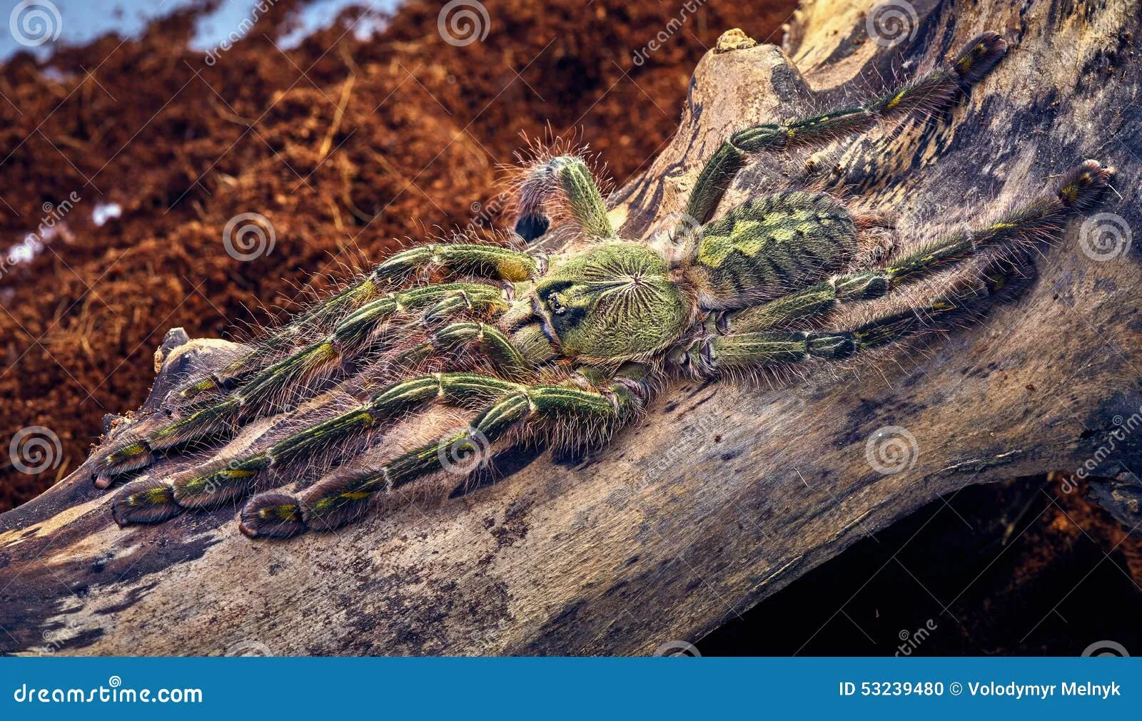 15242 rufilata tarantula handling