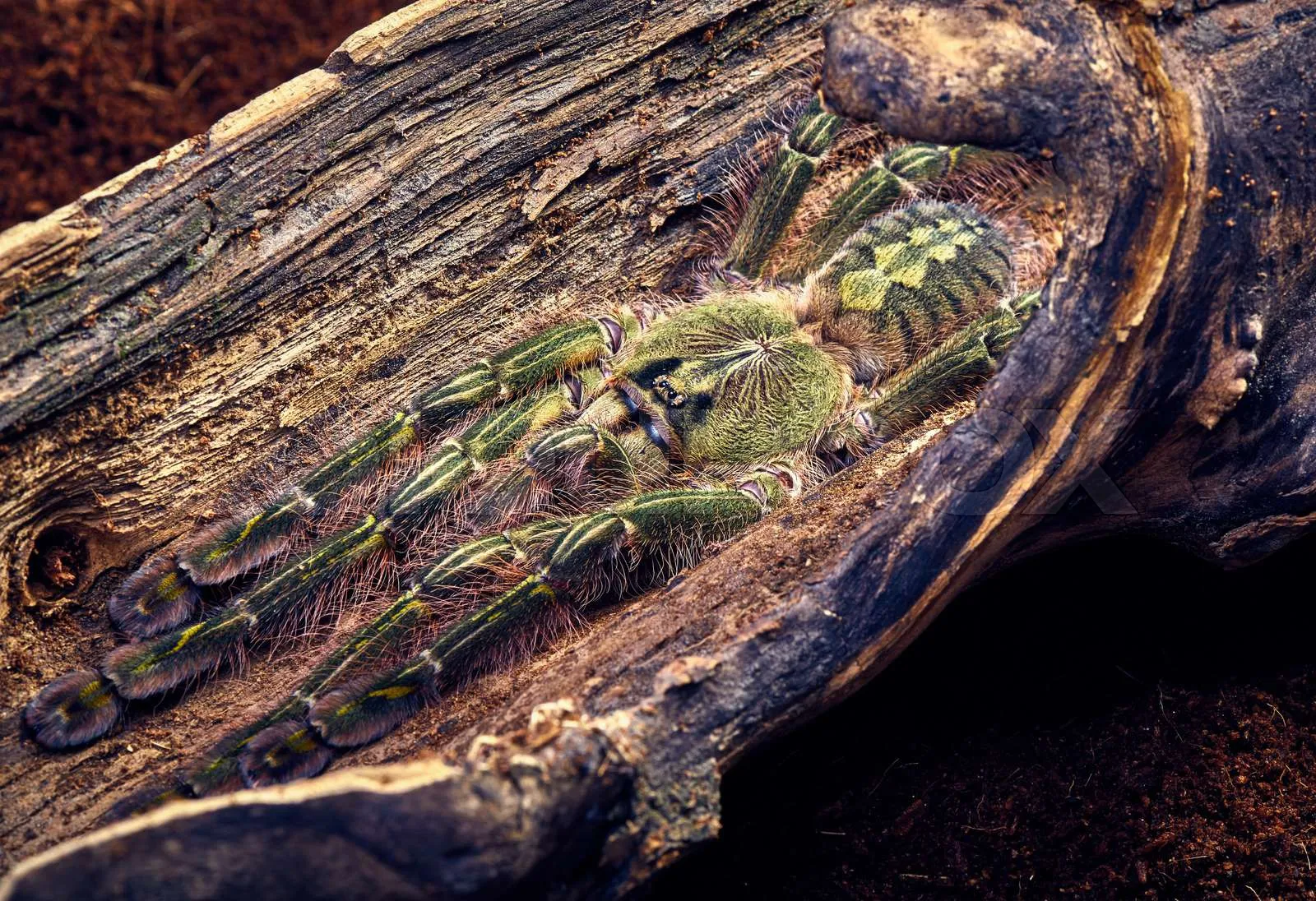 15242 rufilata tarantula overview